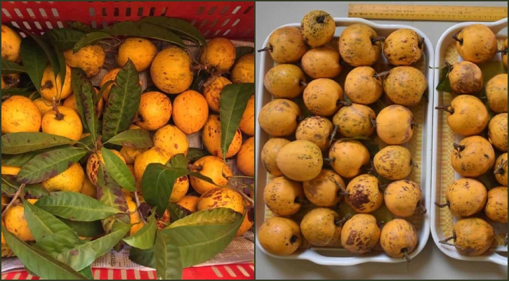 পাহাড়ে চাষ হচ্ছে সুস্বাদু ‘ডিম ফল’ 